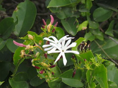 Jasminum dichotomum
