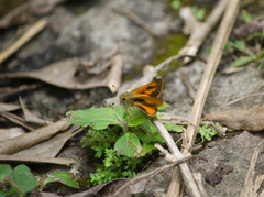 Choranthus vitellius