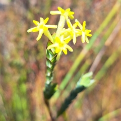 Gnidia oppositifolia