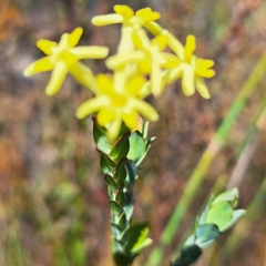 Gnidia oppositifolia