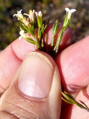 Lachnaea filicaulis