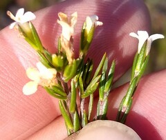 Lachnaea filicaulis