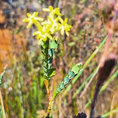 Gnidia oppositifolia