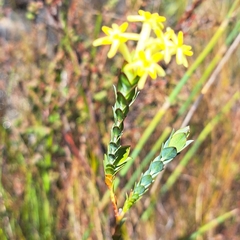 Gnidia oppositifolia