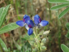 Lupinus cosentinii