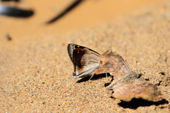 Arteurotia tractipennis