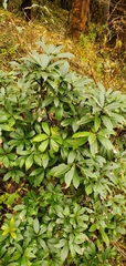 Pieris formosa