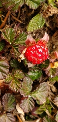 Rubus nepalensis