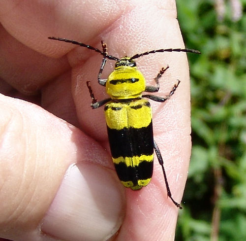 Amorpha Borer photo 3