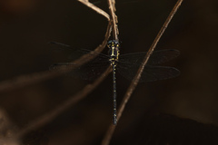 Eusynthemis aurolineata