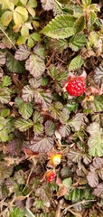 Rubus nepalensis
