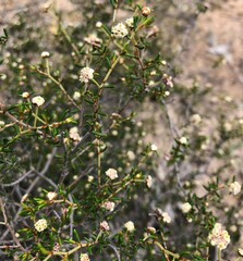 Spyridium eriocephalum