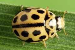 Tytthaspis sedecimpunctata