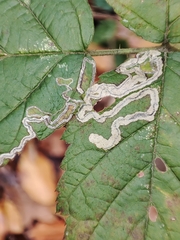 Stigmella splendidissimella