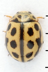 Tytthaspis sedecimpunctata