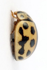 Tytthaspis sedecimpunctata