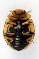 Tytthaspis sedecimpunctata