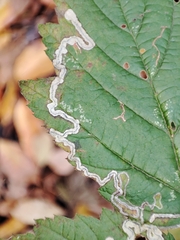 Stigmella splendidissimella