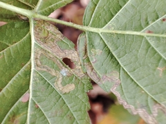 Stigmella splendidissimella