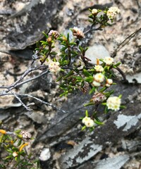 Spyridium eriocephalum