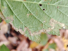 Stigmella splendidissimella