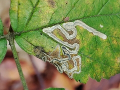 Stigmella splendidissimella