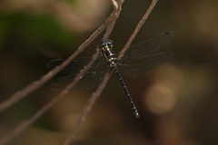 Eusynthemis aurolineata
