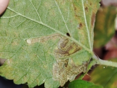 Stigmella splendidissimella