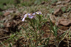 Dontostemon integrifolius