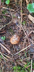 Helix pomatia