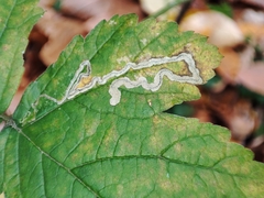 Stigmella splendidissimella