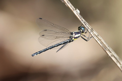Eusynthemis aurolineata