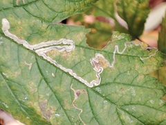 Stigmella splendidissimella