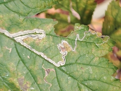 Stigmella splendidissimella