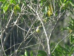 Pogoniulus chrysoconus