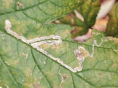 Stigmella splendidissimella