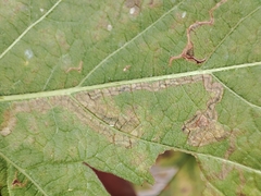 Stigmella splendidissimella