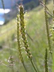 Plantago alpina