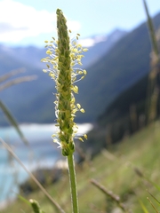 Plantago alpina