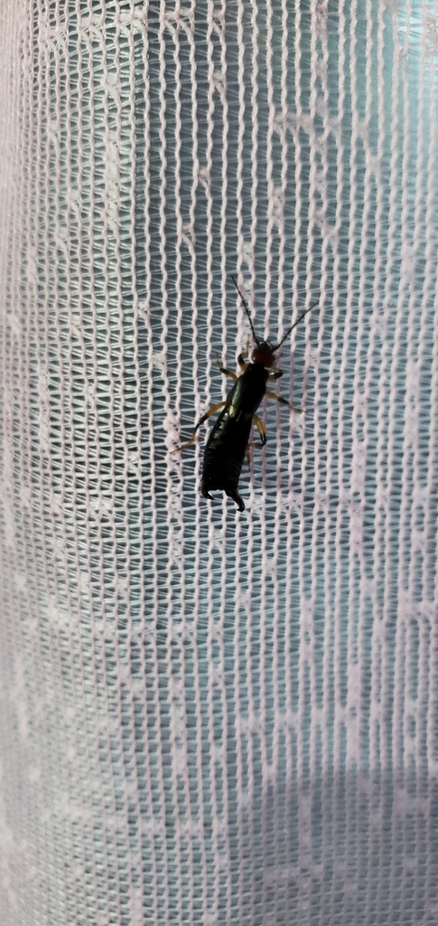 Forficula nepalensis