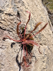 Drosera capensis