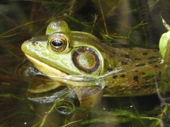 Lithobates grylio
