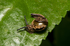 Ubiquitarion iridis