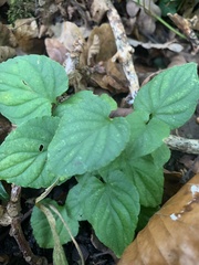 Viola