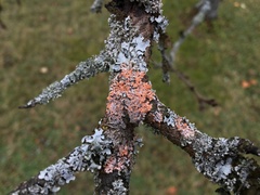 Erythricium aurantiacum