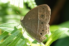 Mycalesis perseoides