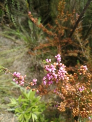 Erica gracilis