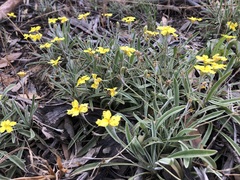 Goodenia willisiana