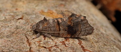 Oxytropha