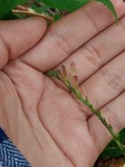 Spigelia